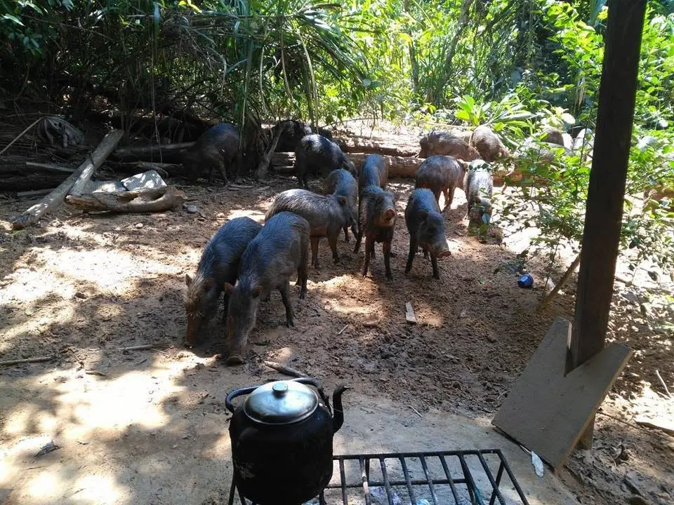 Troupeau de Pécaris dans le campement - trek à madidi en Bolivie