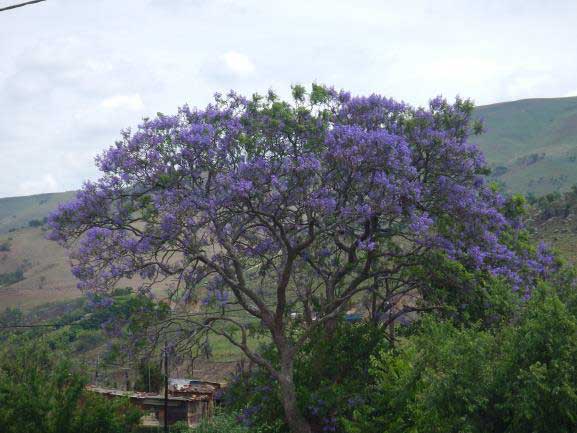 Arbre rencontré durant notre voyage escalade en Afrique du Sud