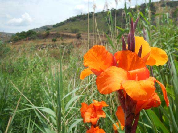 Fleur rencontré durant notre voyage escalade en Afrique du Sud