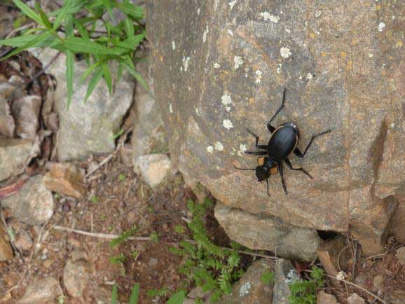 faune et flore scarabé d'Afrique du Sud faune et flore scarabé d