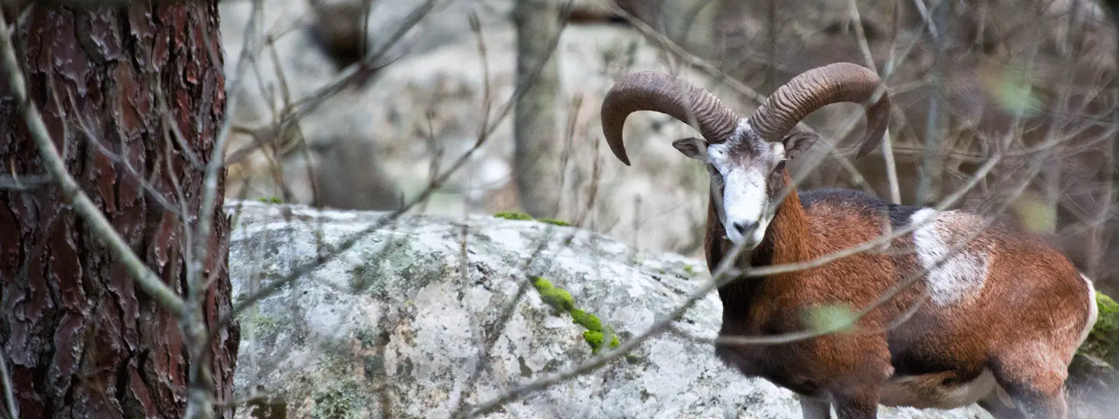 U MUVRINU Randonnées corse avec mouflon à Bavella