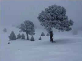 paysage sous la neige sur les plateaux du Vercors