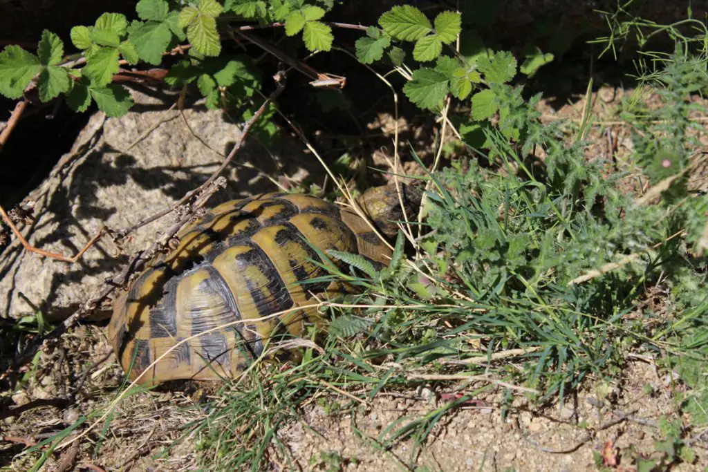 voyage en macédoine, une espèce autochtone très répandue dans les plaines de Prilep