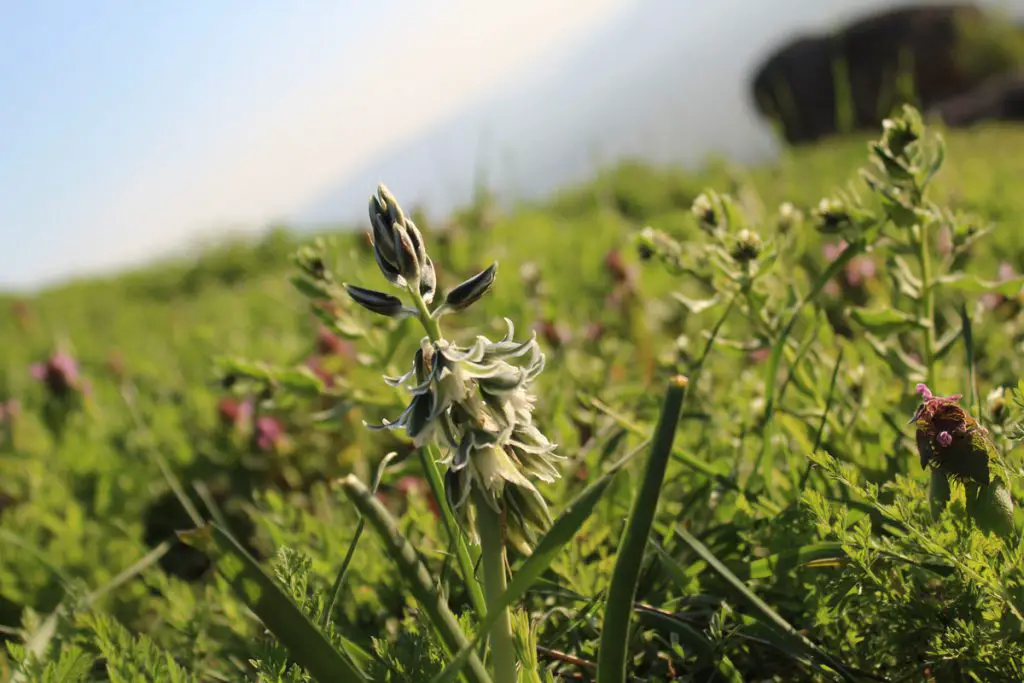 En Avril les prairies sont bien fleuries, voyage en macédoine 