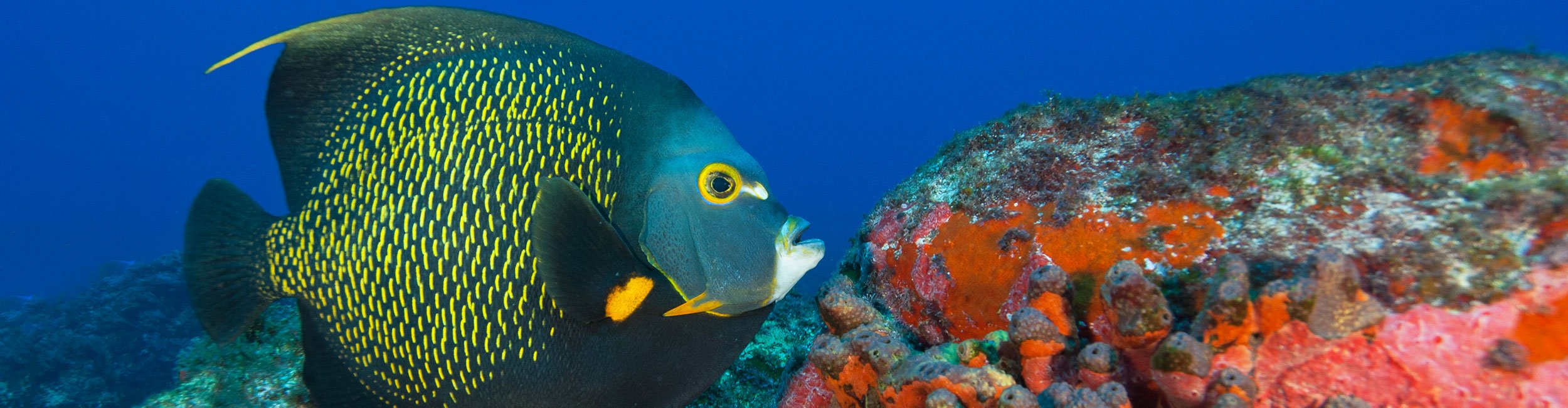 Archipel de Fernando de Noronha au Brésil