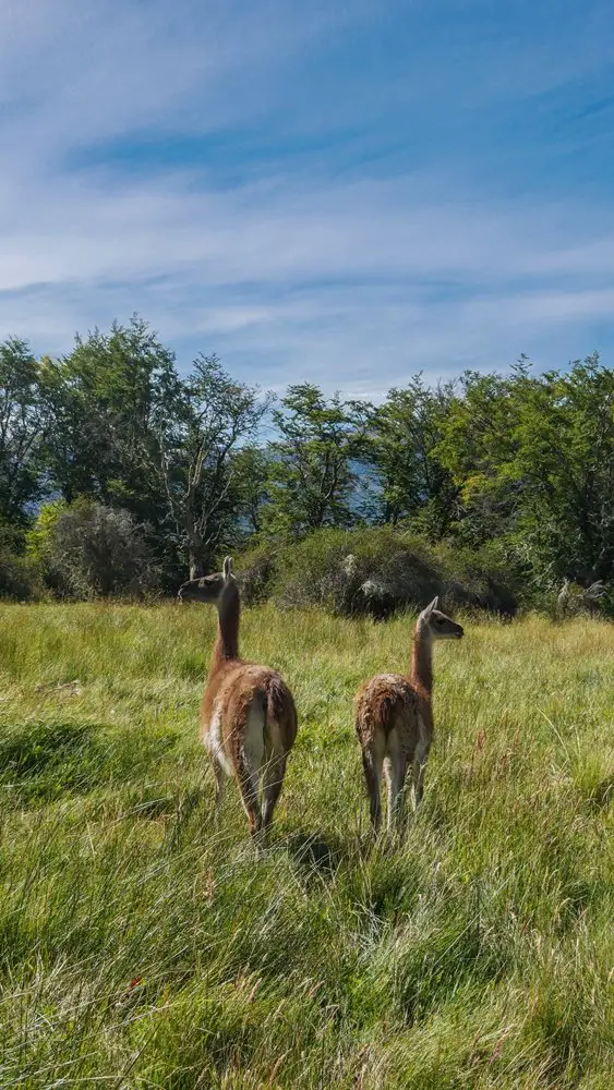 Des guanacos en plaine