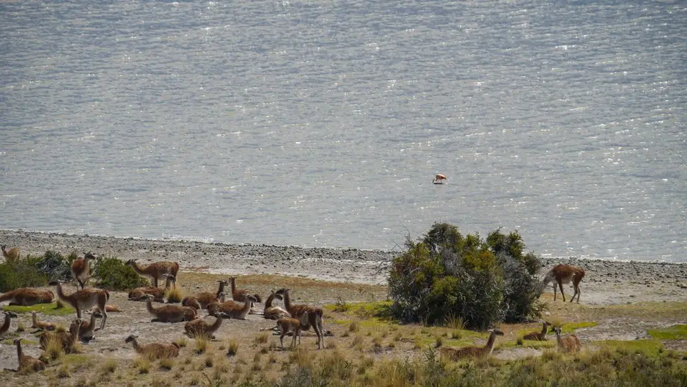 Flamands roses et guanacos au bord d’une lagune