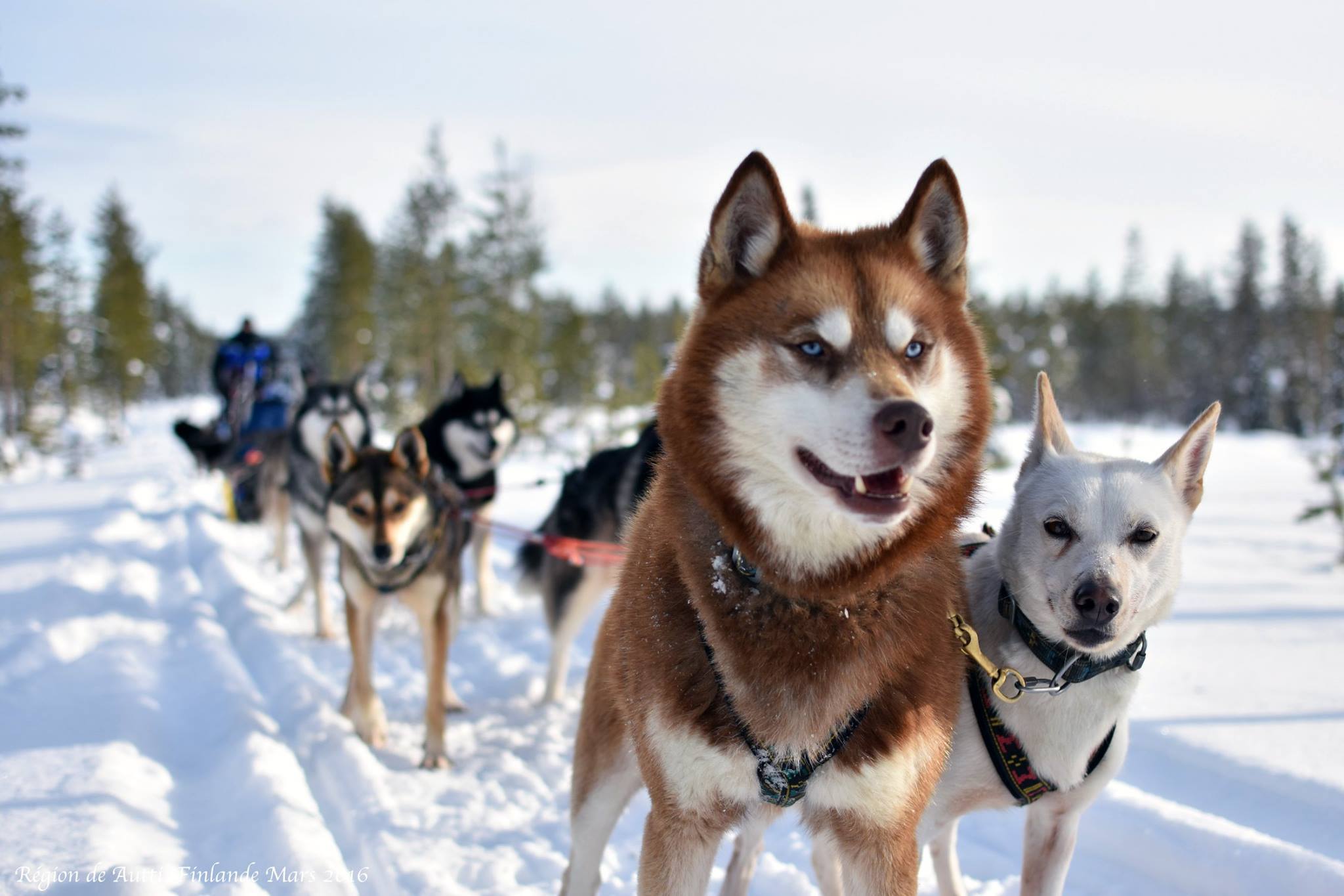 Les chiens de Wolf Trail