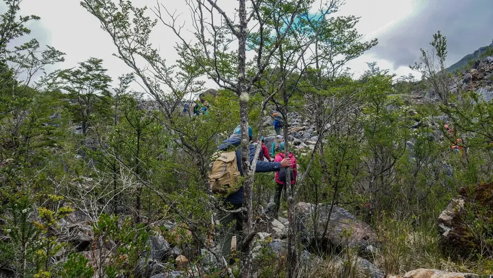 Phase 1 dans une forêt de la Carretera Austral