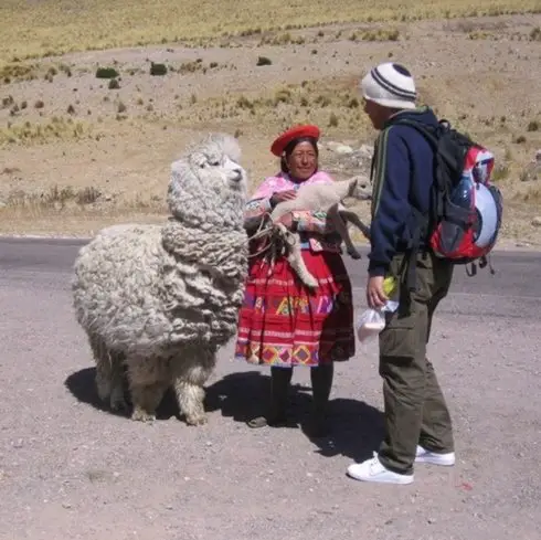 Rencontre de Lama durant un trek au Pérou