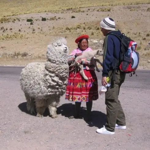 Rencontre de Lama durant un trek au Pérou Rencontre de Lama durant un trek au Pérou