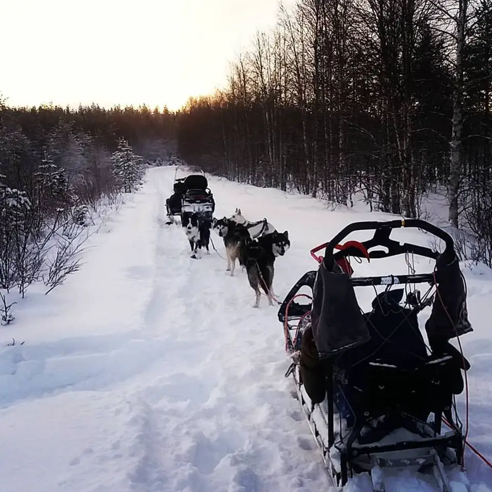 Traîneaux et les chiens