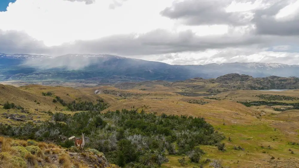 Un guanaco non rassuré de notre rencontre improvisé