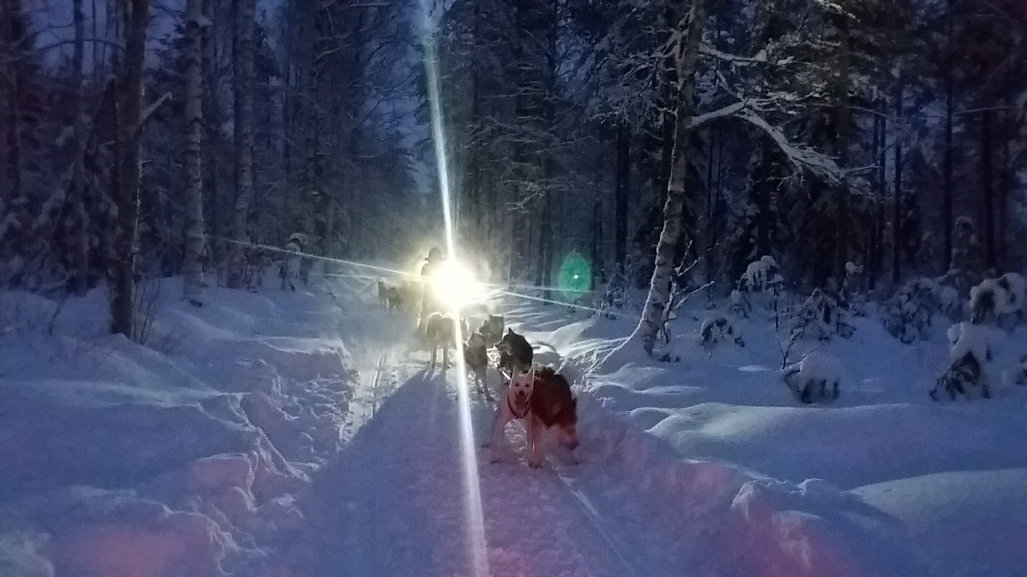 Voyage aurore boréal en chien de traineau avec Wolf Trail