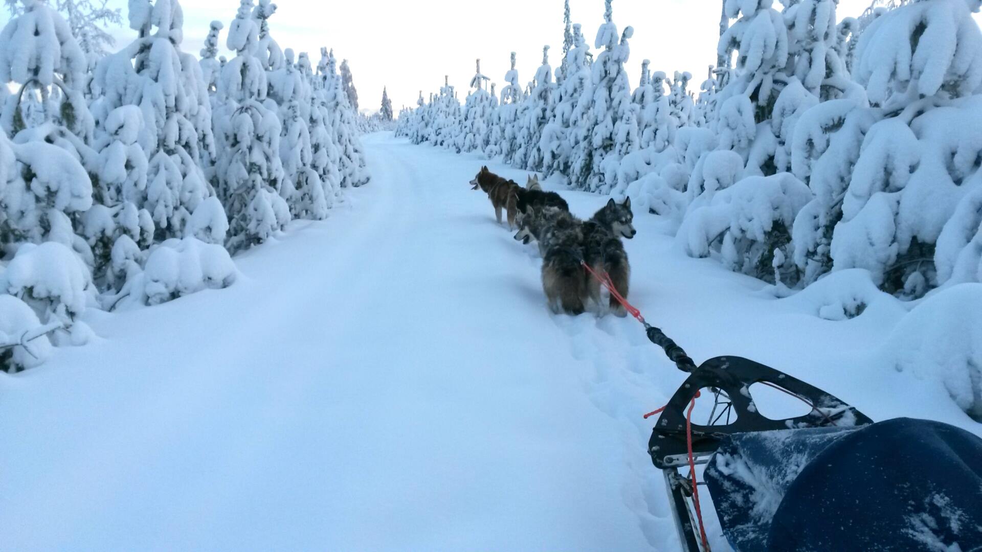 Voyage en Finlande en chien de traineau avec Wolf Trail