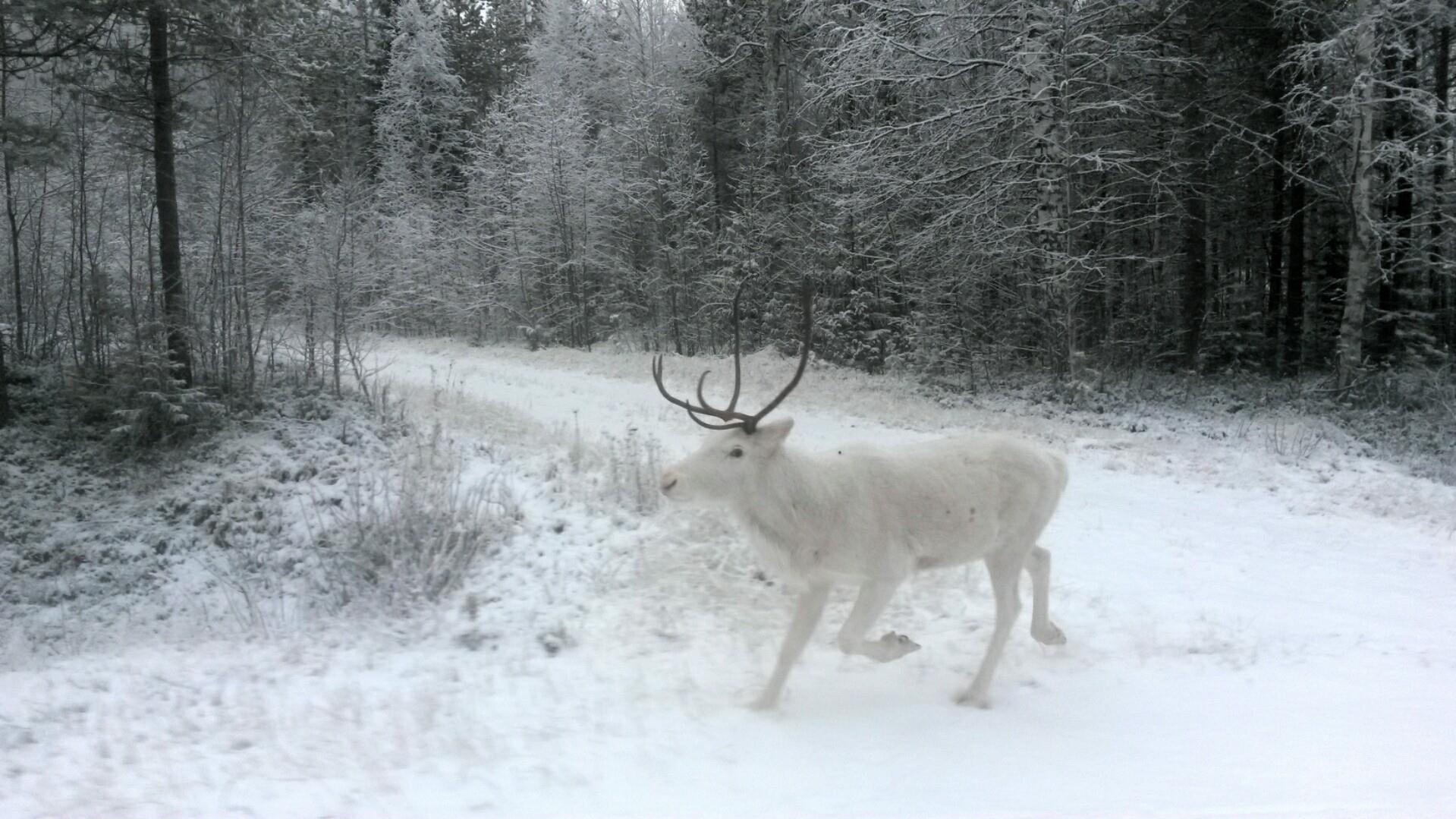 a la rencontre des rennes blancs avec Wolf Trail