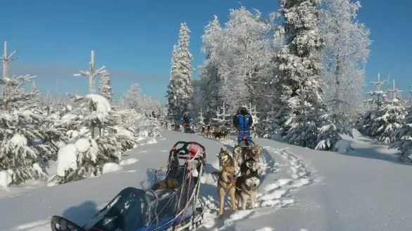 sortie chiens de traîneau avec Wolf Trail