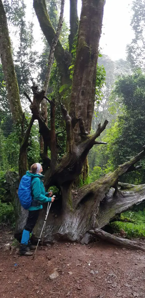 foret equatoriale en descendant sur Mweka camp