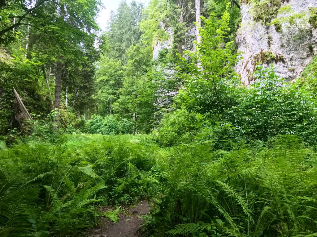 Gorges de Pokljuka en Slovénie