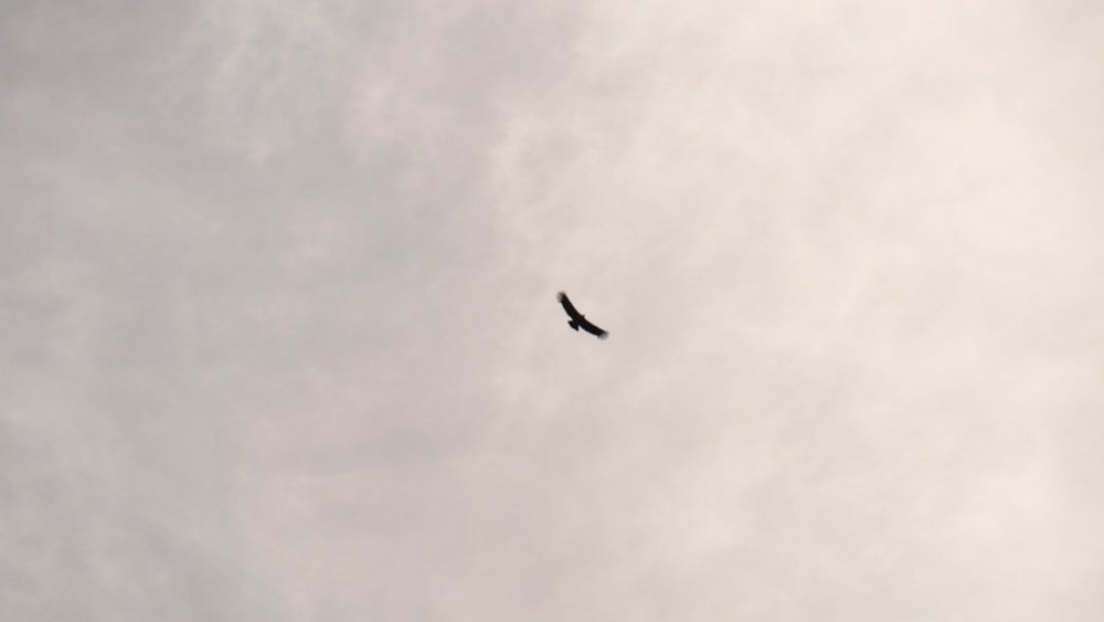 Quelques condors au dessus du Fitz Roy