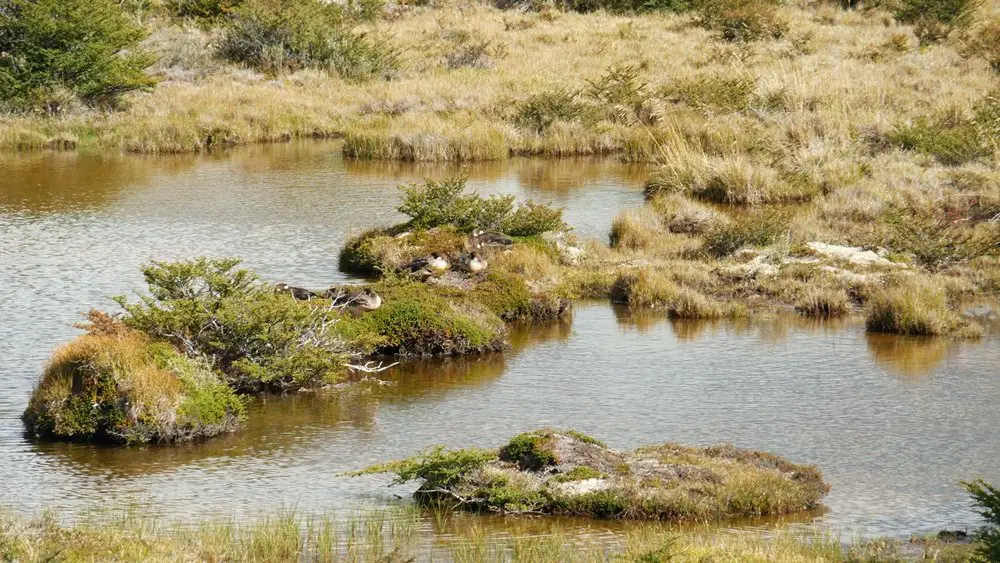 Quelques habitants locaux de la laguna Torre