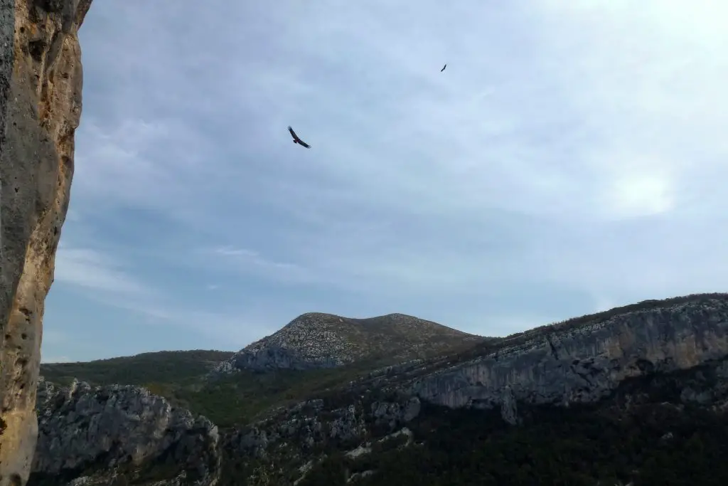 Pas de Verdon sans survol de vautours !