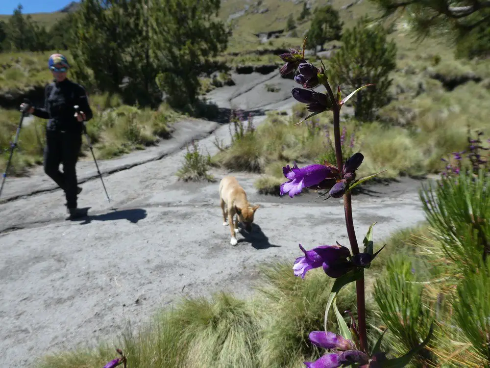 A la descente du volcan la malinche