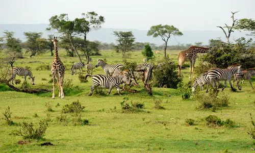 voyage au Kenya à la découverte de la savane