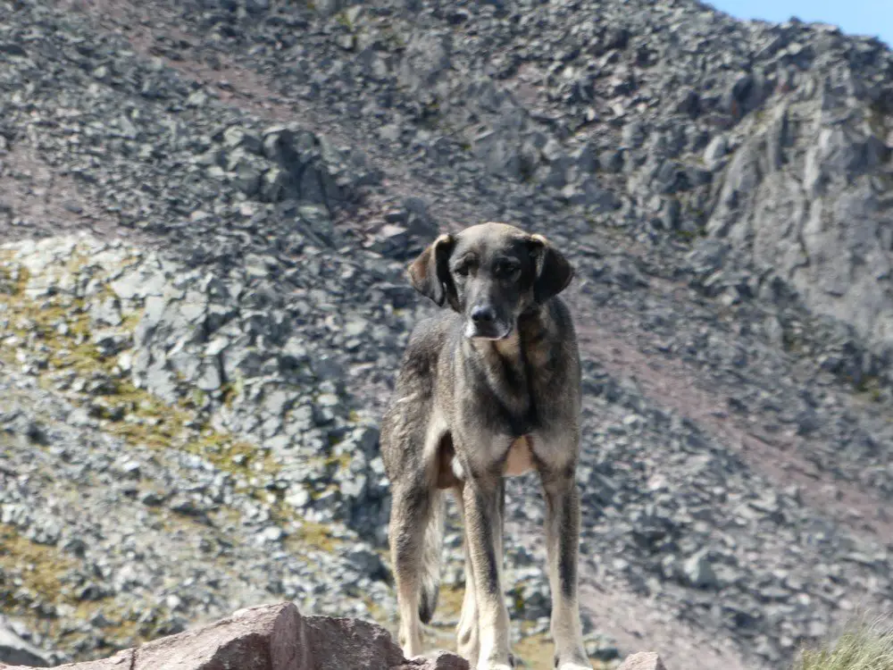 Le chien va nous suivre un moment