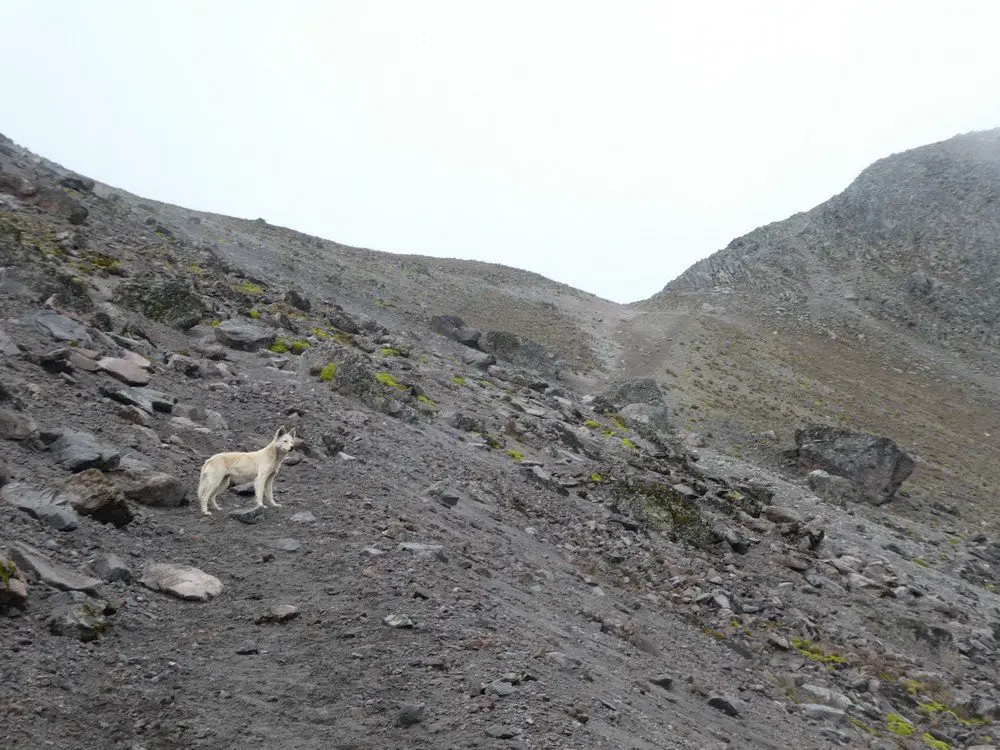 le chien accompagnateur