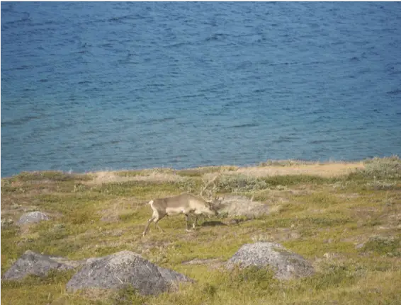 Un renne au milieu des paysages groenlandais