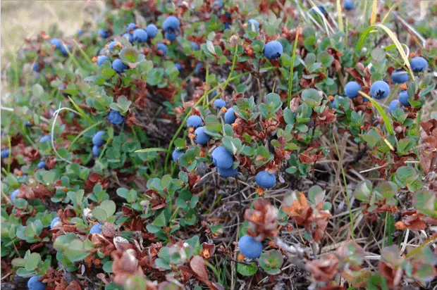 Les myrtilles sauvages du Groeland, un vrai régal sur le chemin