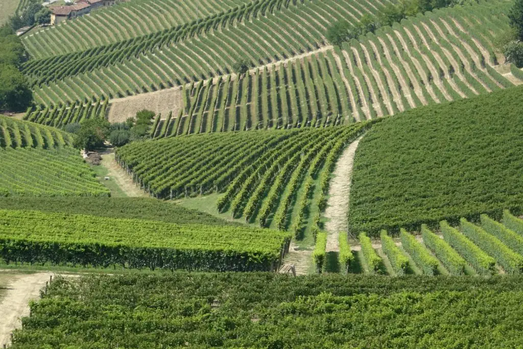 Les vignobles des Langhe en Italie