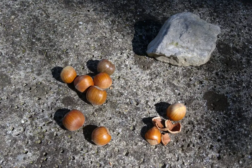 Les noisettes du Piémont