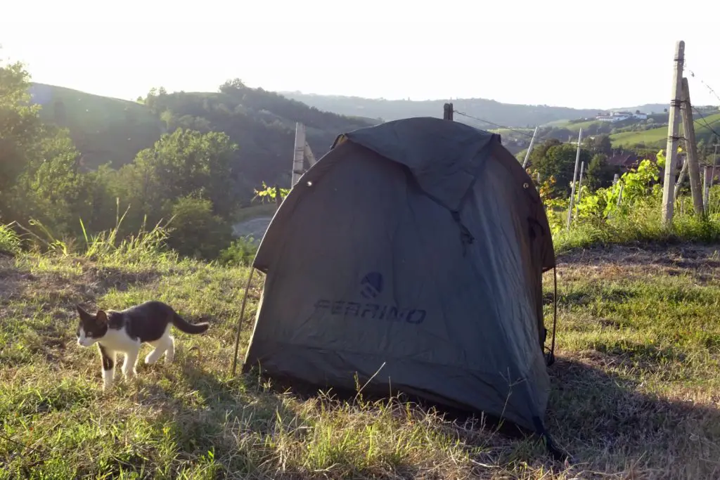 Le chaton qui aimait les tentes Ferrino