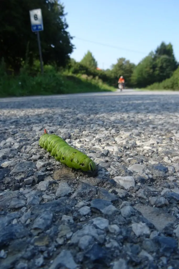 La chenille inconsciente qui traversait la route