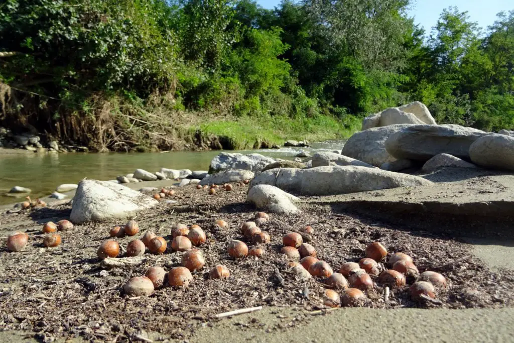 La rivière qui charriait des noisettes