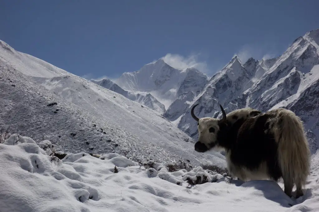 La haute vallée du Langtang durant la traversée du Langtang La haute vallée du Langtang durant la traversée du Langtang