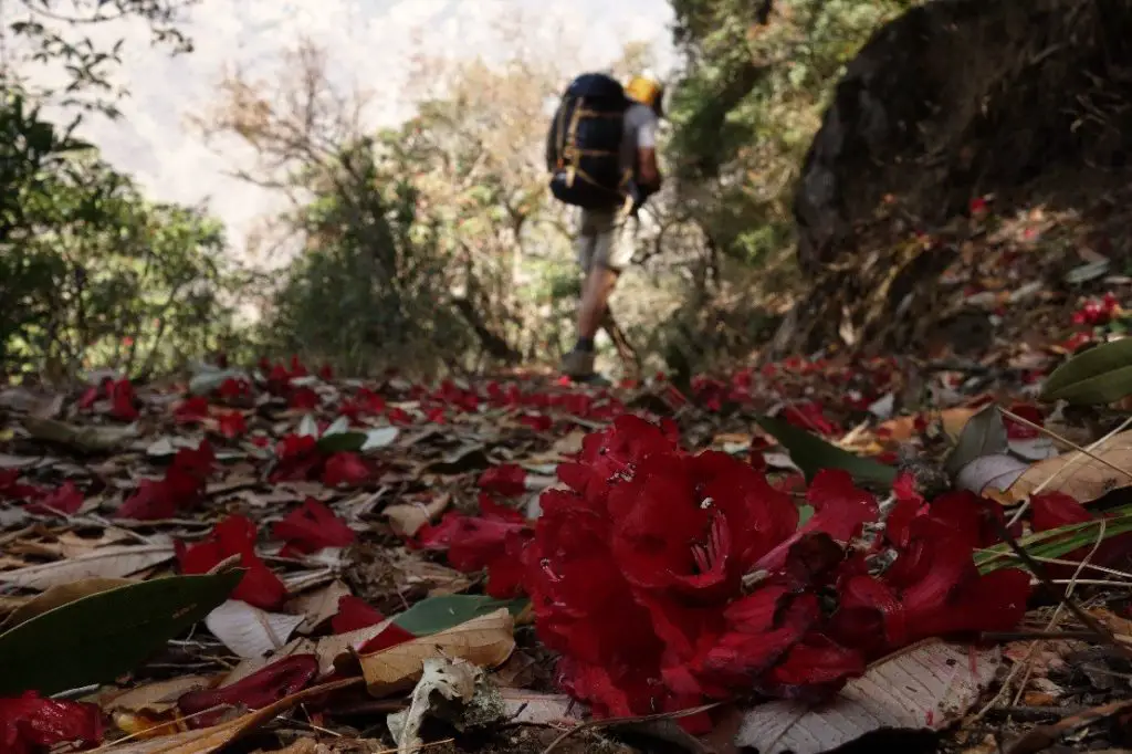 Tapis rouge de rhododendrons lors de notre traversée du Langtang 