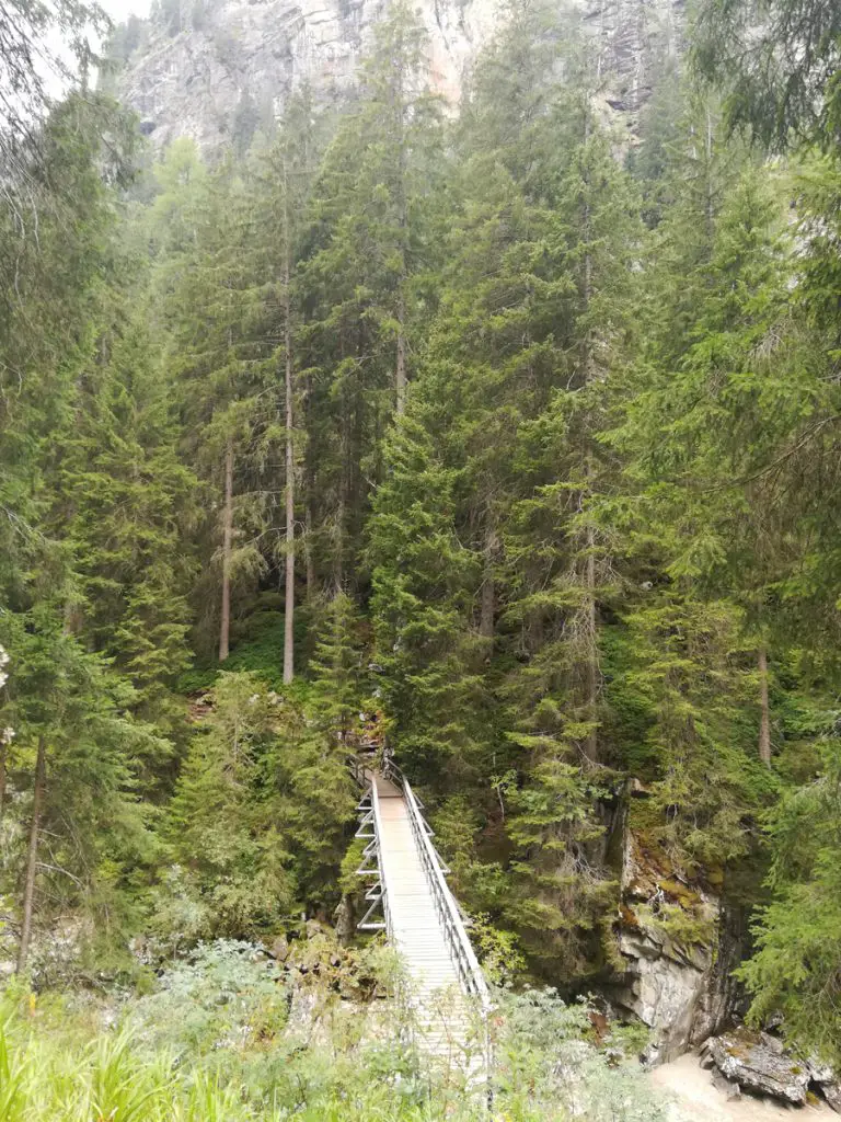 La passerelle qui amène dans la forêt