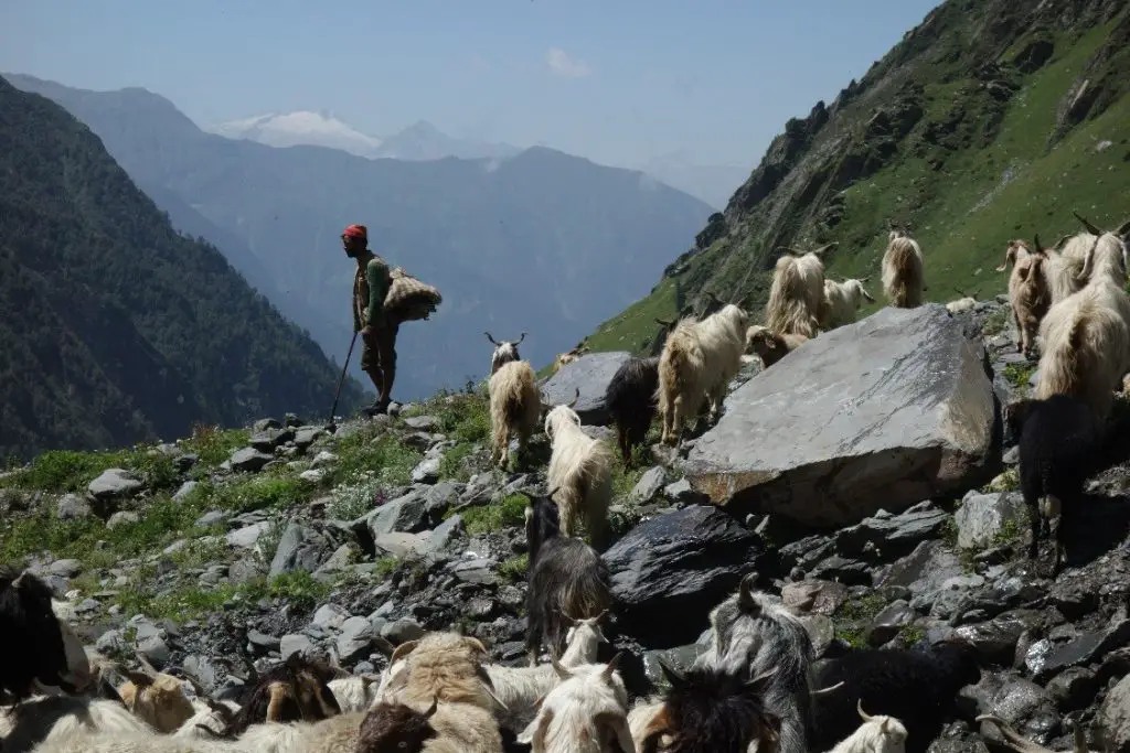 La transhumance des bergers Gaddi lors de la traversée des Himalayas
