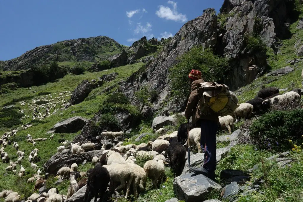 Conduire le troupeau à l'estive lors de la traversée des Himalaya Conduire le troupeau à l