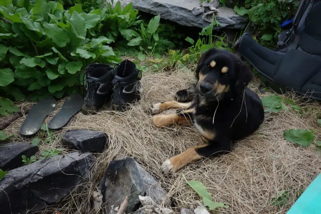 Mon ange gardien lors de la traversée des Himalayas