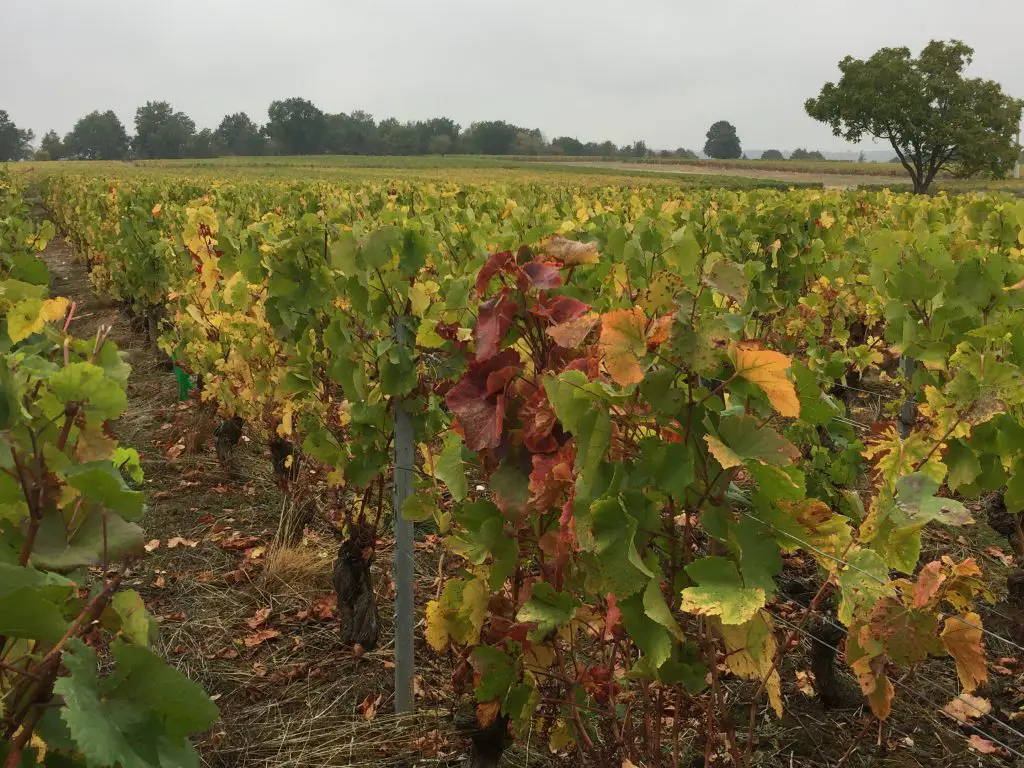 Les vignes de Bourgogne