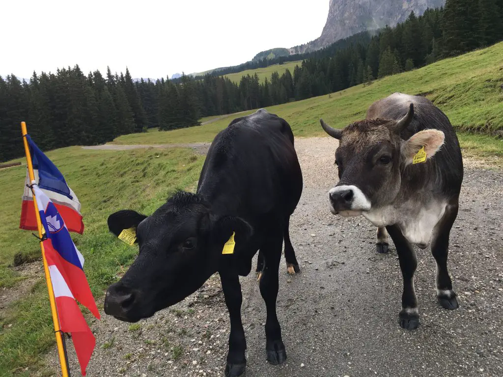 Ah, mes copines les vaches . toute une histoire