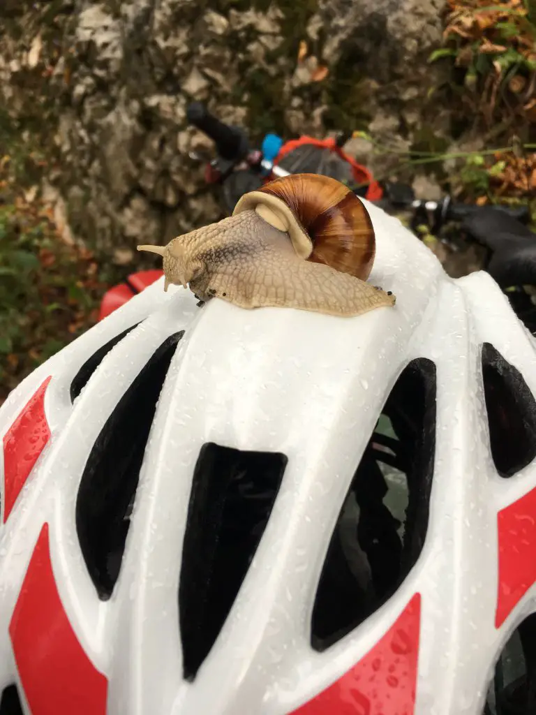Même les escargots vont plus vite que moi Même les escargots vont plus vite que moi