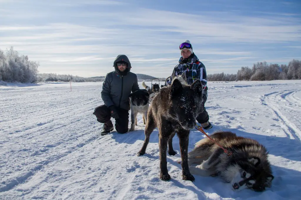 Nathan et Thomas durant un raid chien de traîneau en Laponie Finlandaise