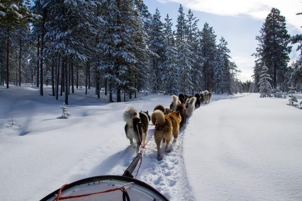 Préparation du raid en chien traîneau en Finlande