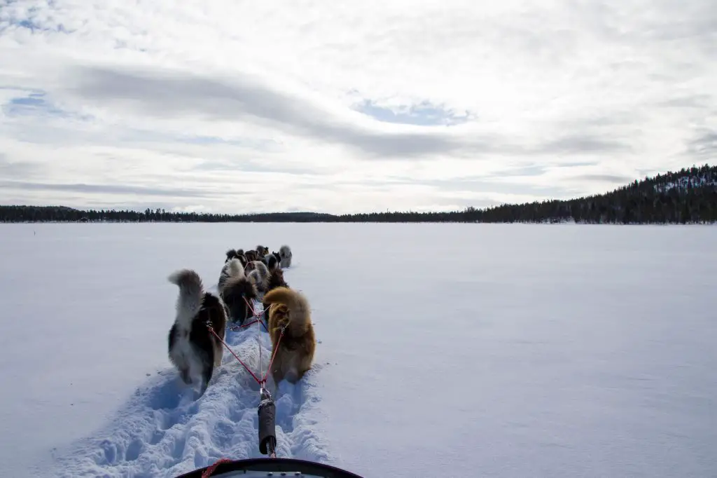 Préparation du raid en traineau à chien en Finlande