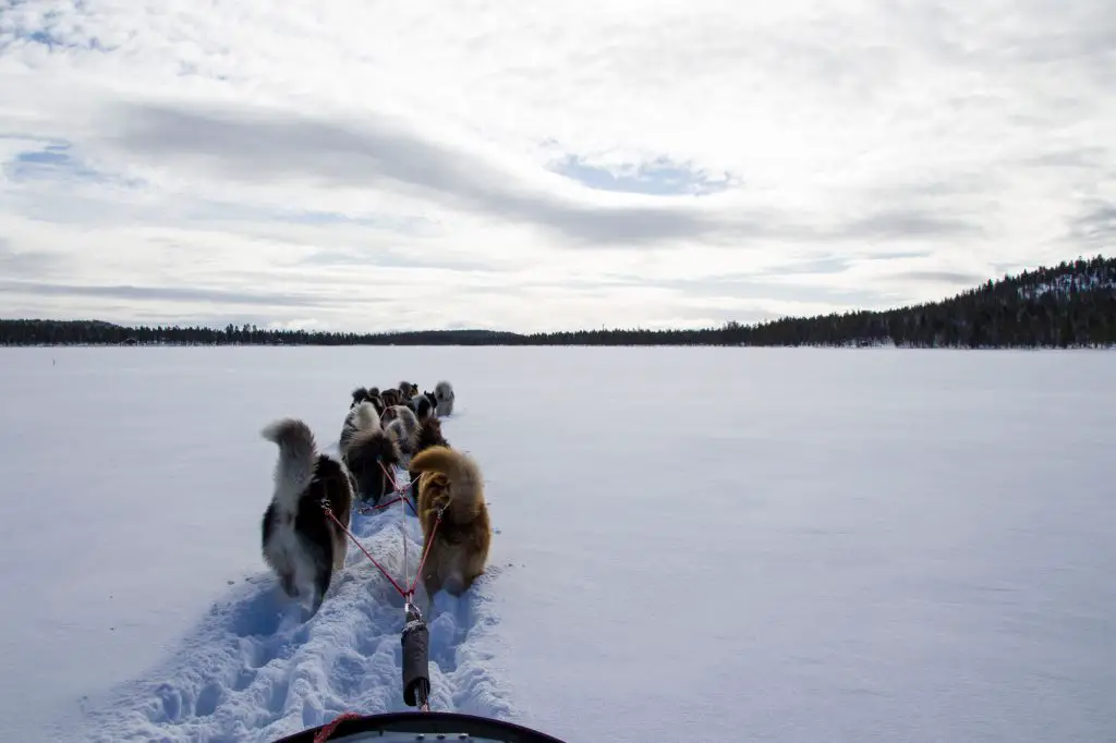 Préparation du raid en traineau à chien en Finlande Préparation du raid en traineau à chien en Finlande
